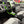 Viper Machine Gated Shift System – Kawasaki Teryx H2 - Dunes 2 Dezert SXS