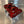 Red Billet Valve Cover Pro XP / Turbo R - Dunes 2 Dezert SXS