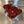Red Billet Valve Cover Pro XP / Turbo R - Dunes 2 Dezert SXS