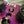 Purple Billet Valve Cover Pro XP / Turbo R - Dunes 2 Dezert SXS