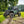 SuperATV MaxDrive power flip glass windshield on a Can-Am Commander, mounted view